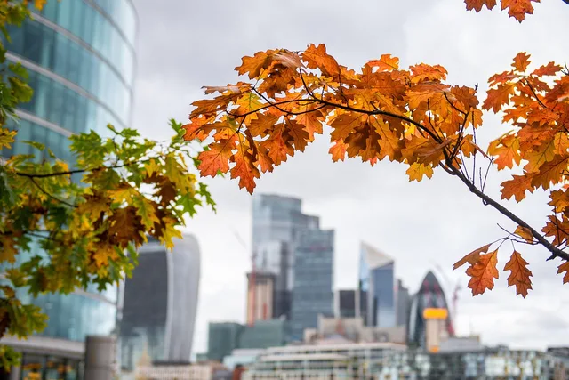 autumn, city, london, england, architecture, fall, foliage, london, london, london, london, london. London vs Manchester measurement practices, agency structures and consent tooling